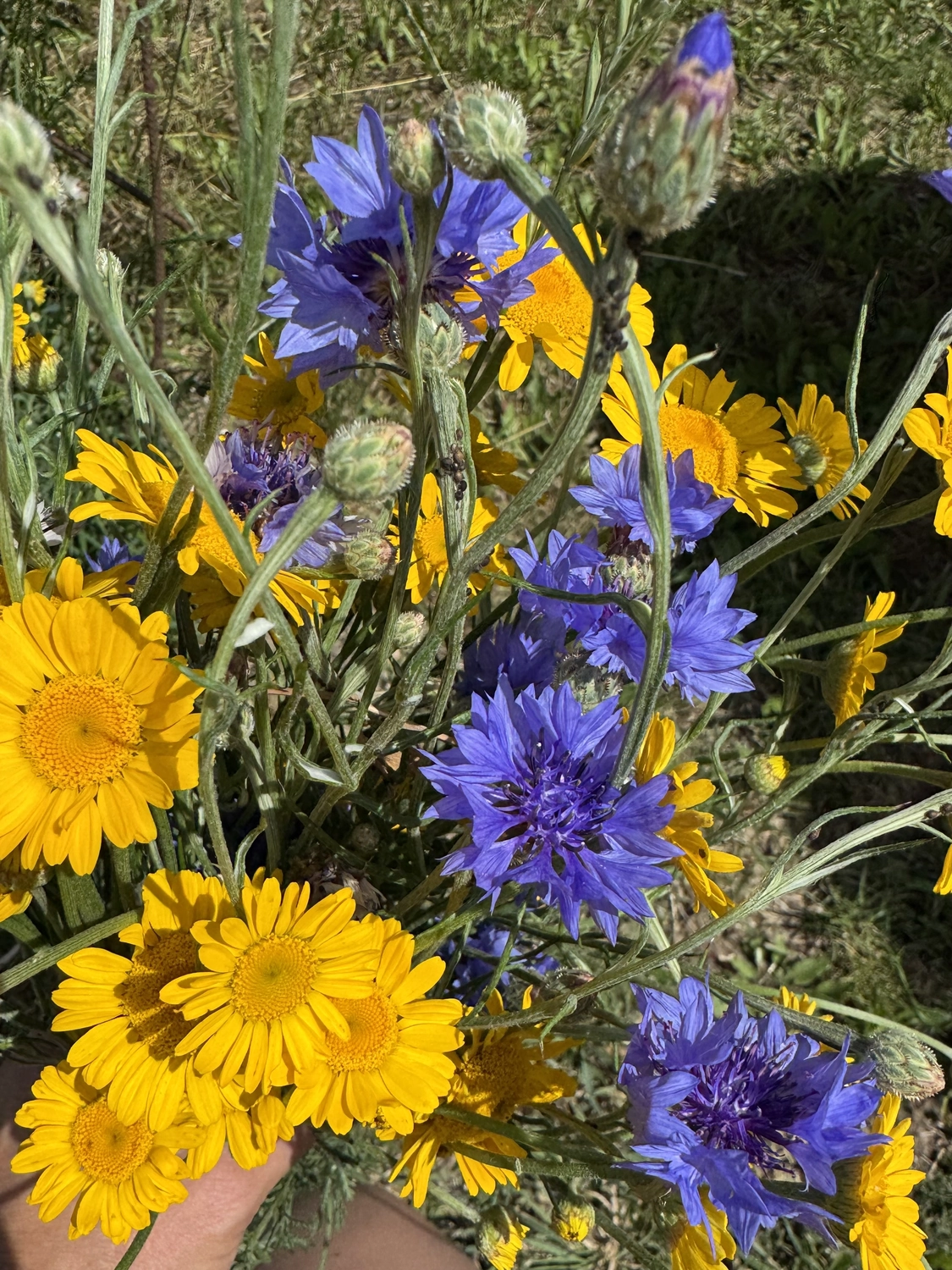 Stanglhof Sengkofen - Bauernhof - Blume