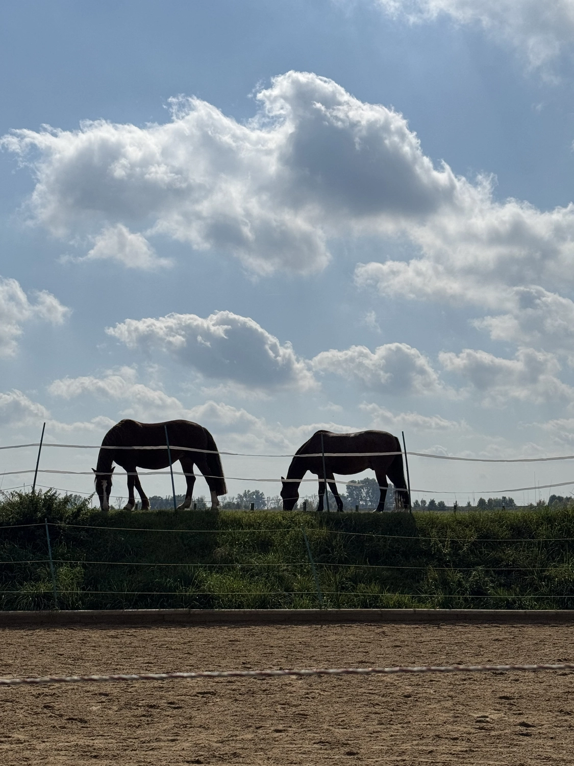 Stanglhof Sengkofen – Bauernhof – Tiere