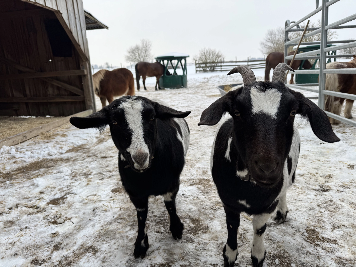 Stanglhof Sengkofen – Bauernhof – Tiere