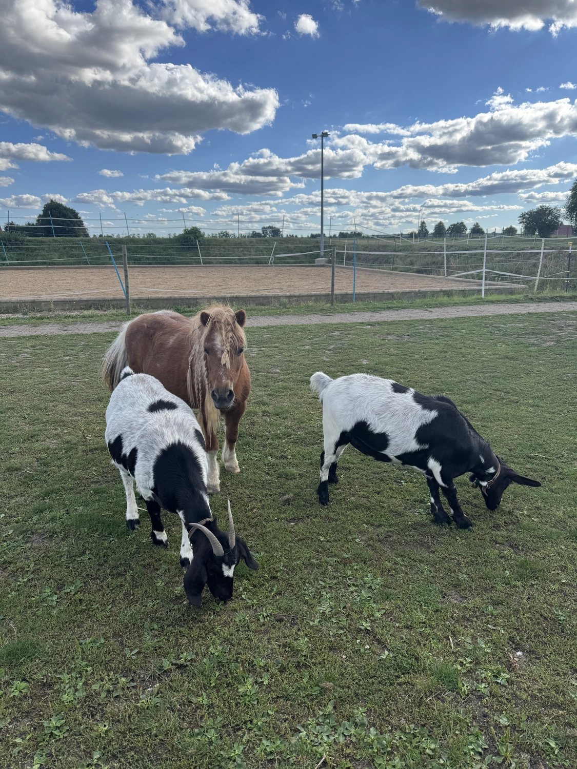 Stanglhof Sengkofen - Bauernhof - Tiere