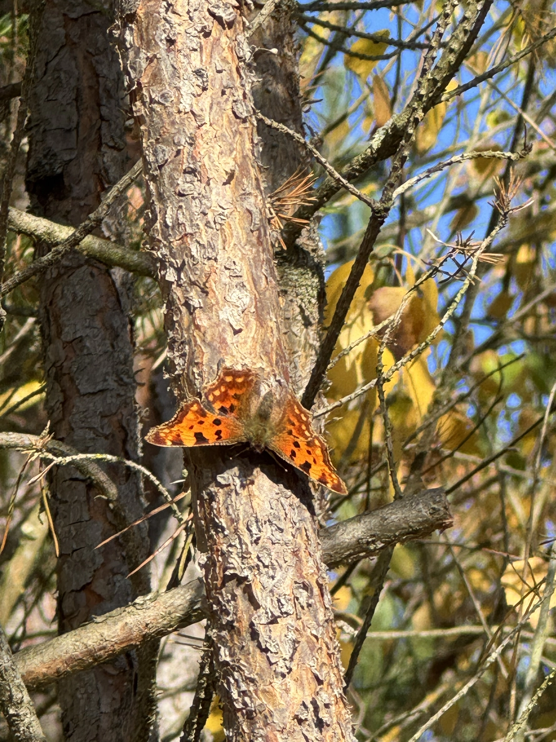 Stanglhof Sengkofen - Bauernhof - Schmetterling