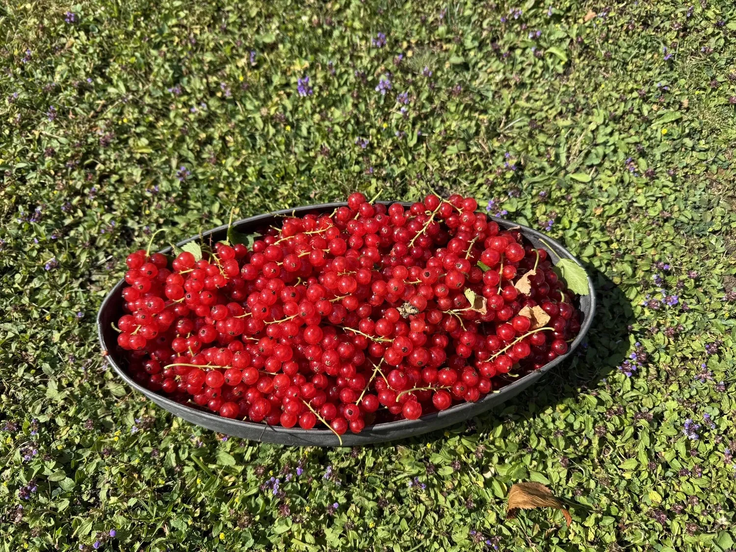 Stanglhof Sengkofen – Bauernhof – Dies scheinen rote Johannisbeeren (Ribes rubrum) zu sein, eine säuerliche Beere, die häufig zur Herstellung von Gelees, Marmeladen und Likören verwendet wird.